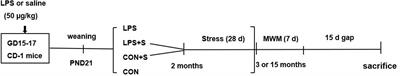 Effects of Prenatal Exposure to Inflammation Coupled With Stress Exposure During Adolescence on Cognition and Synaptic Protein Levels in Aged CD-1 Mice